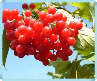 크랜베리의 건강에 좋은 효능과 섭취 방법 알아보기 1 크랜베리효능