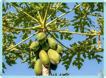 파파야의 효능과 건강에 좋은 이유 알려드립니다 1 파파야 효능